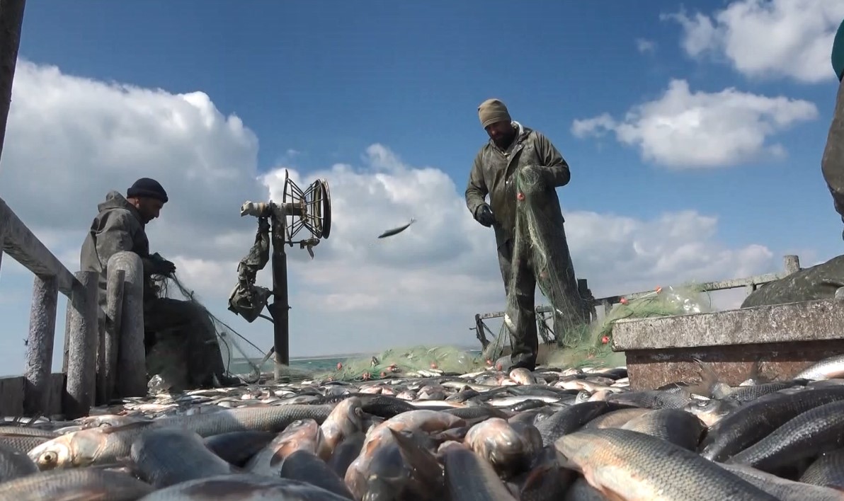 Yağışlar yüz güldürdü, inci kefali üreme sezonuna güçlü giriyor - Görsel 3