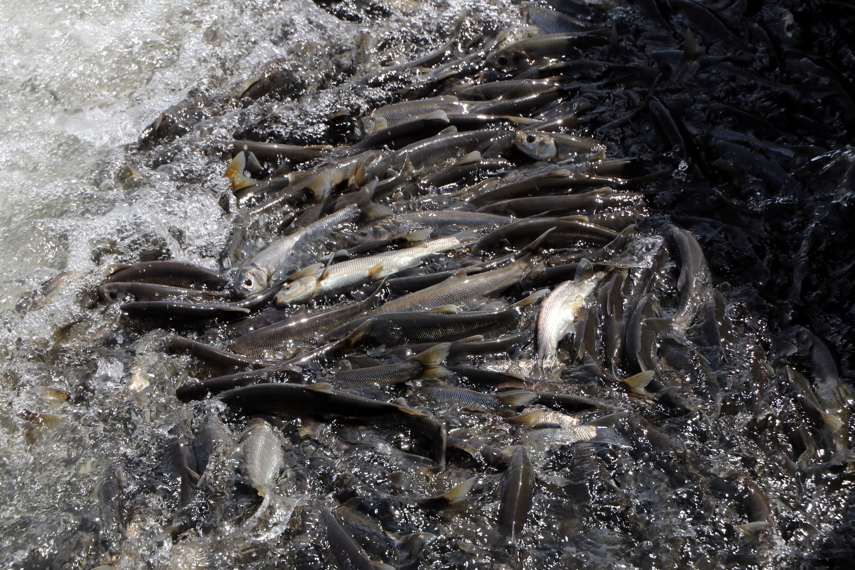 Yağışlar yüz güldürdü, inci kefali üreme sezonuna güçlü giriyor - Görsel 5