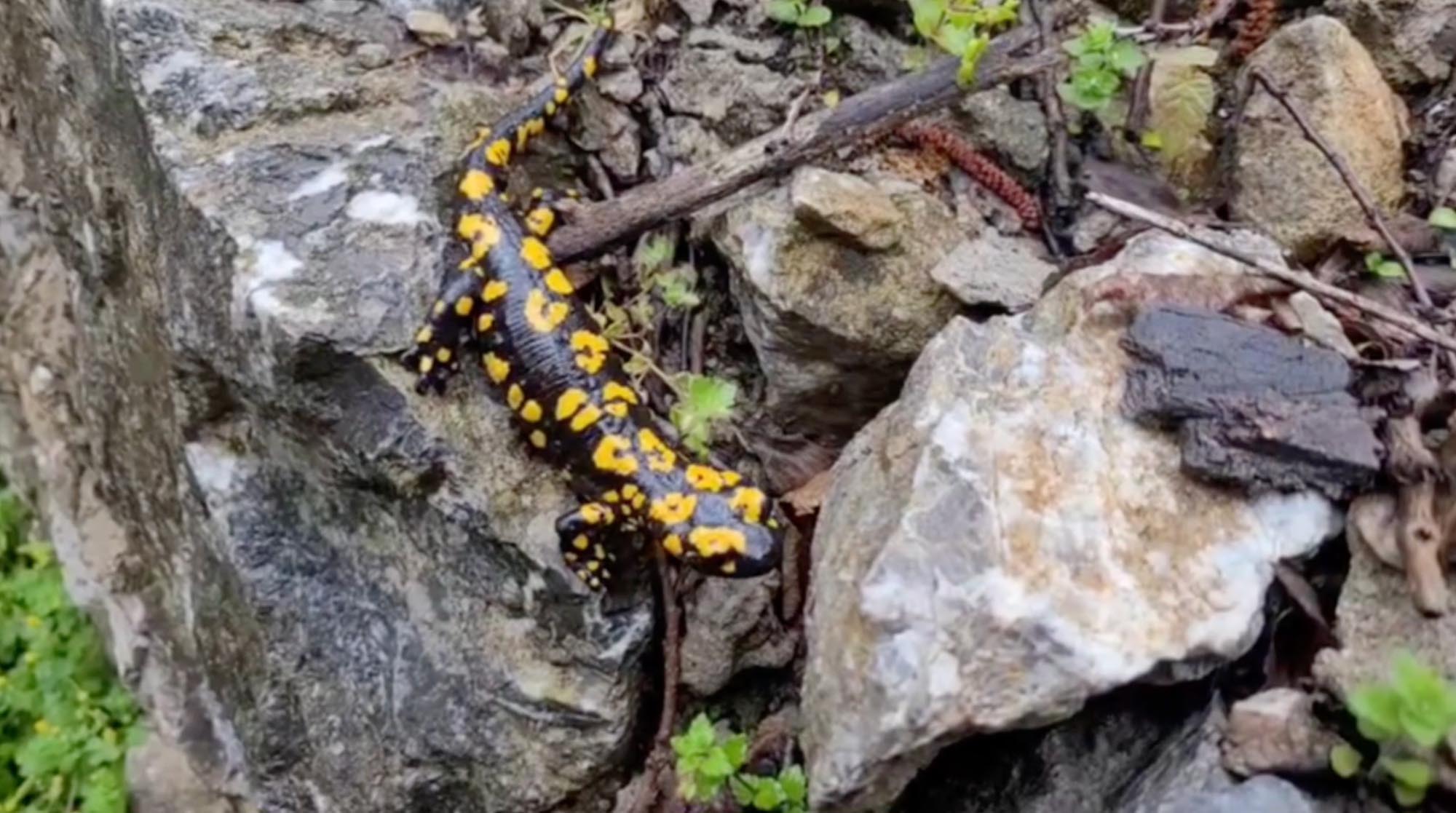 Kemaliye'de benekli semender görüldü - Görsel 1