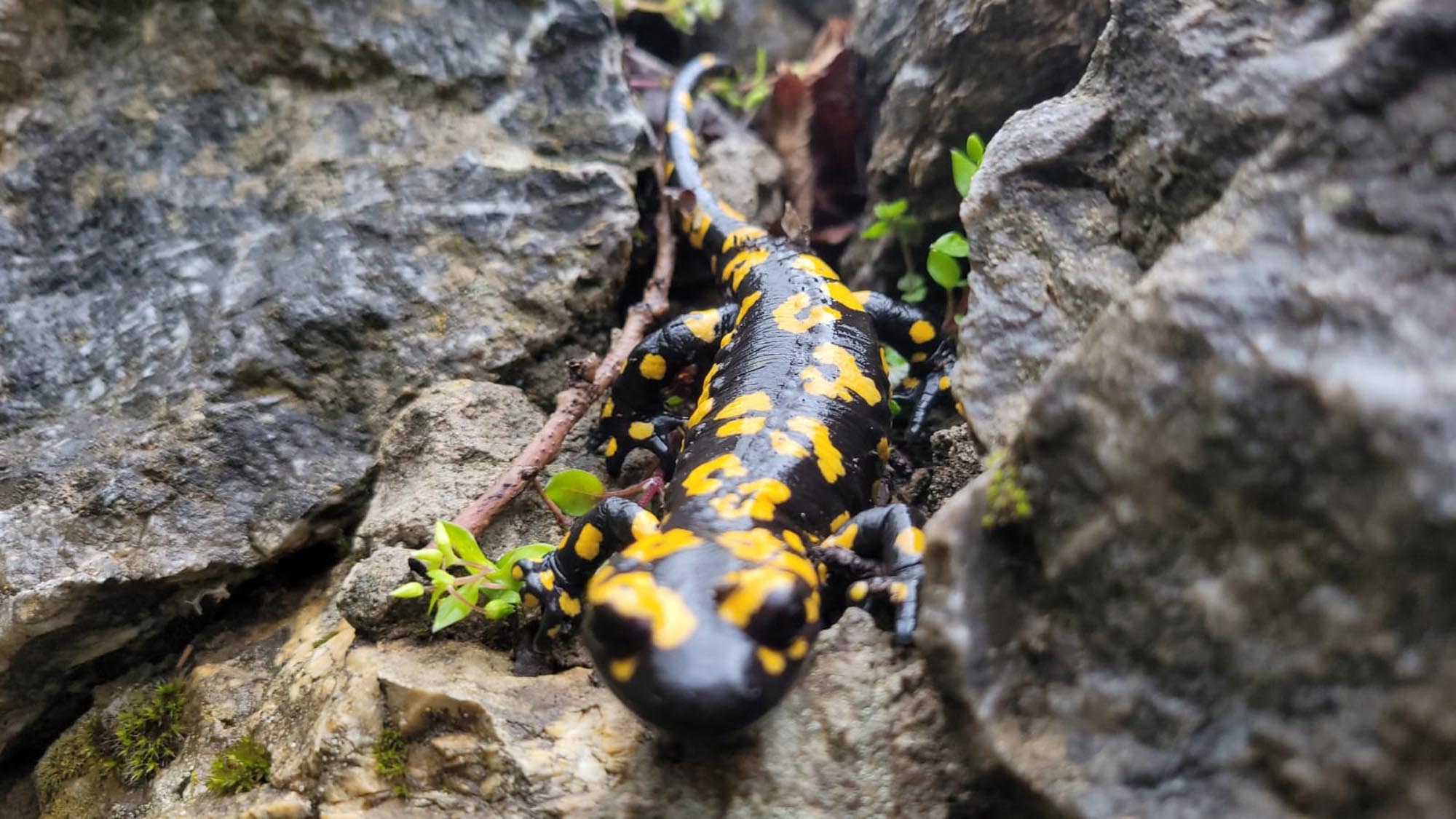 Kemaliye'de benekli semender görüldü - Görsel 2