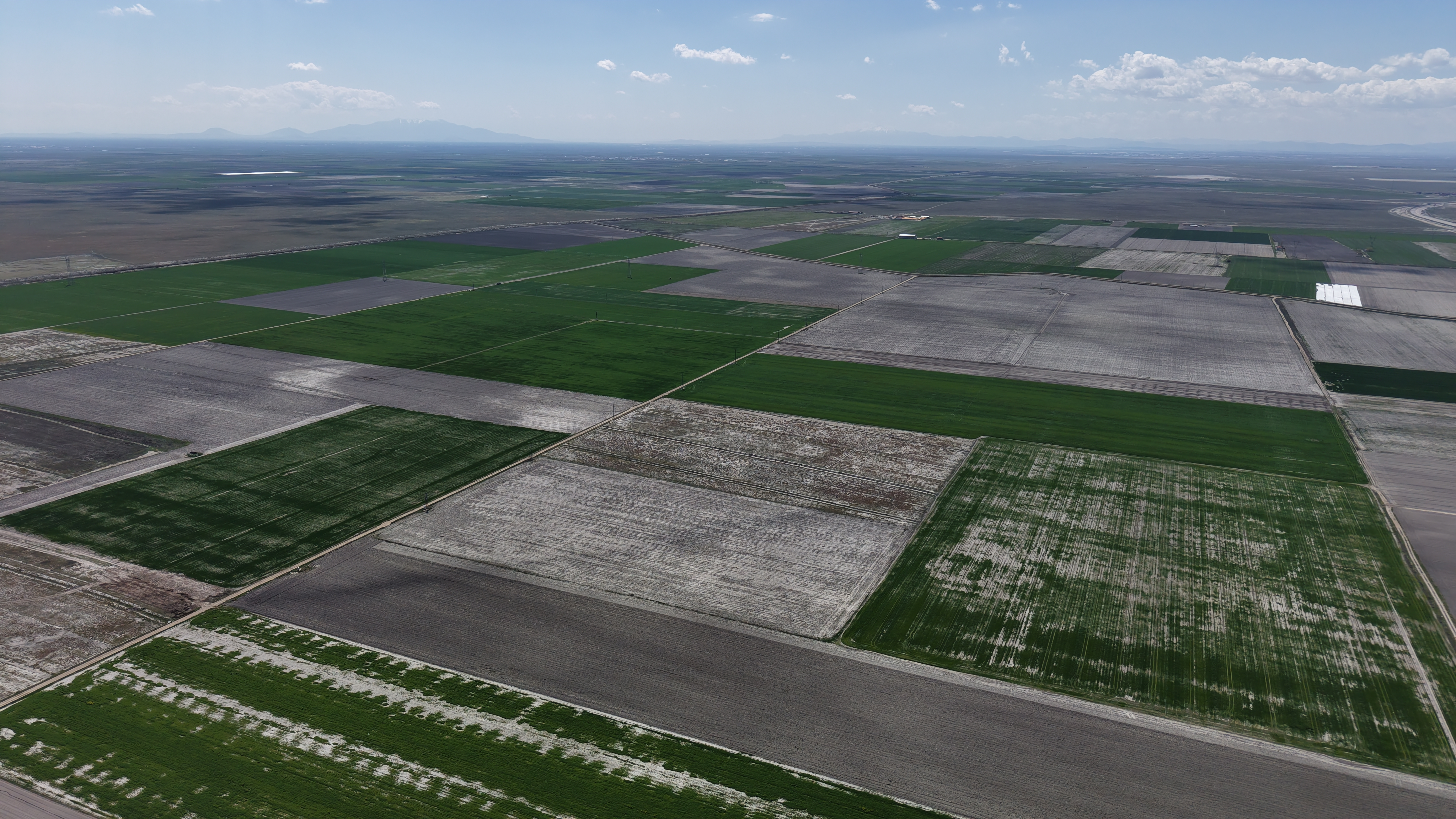 Konya Ovası'nda yağışlarla hububatta 500 bin ton rekolte artışı bekleniyor - Görsel 2