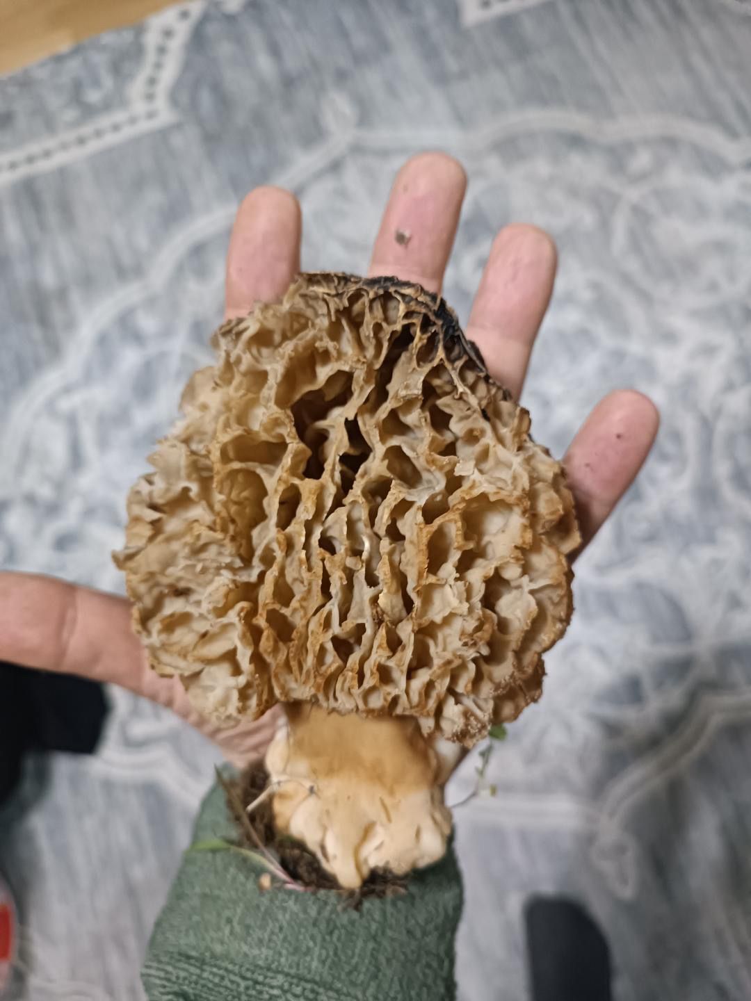 Seydişehir’de "Göbek" Bereketi: Dev Mantar Görenleri Hayrete Düşürdü! - Görsel 1