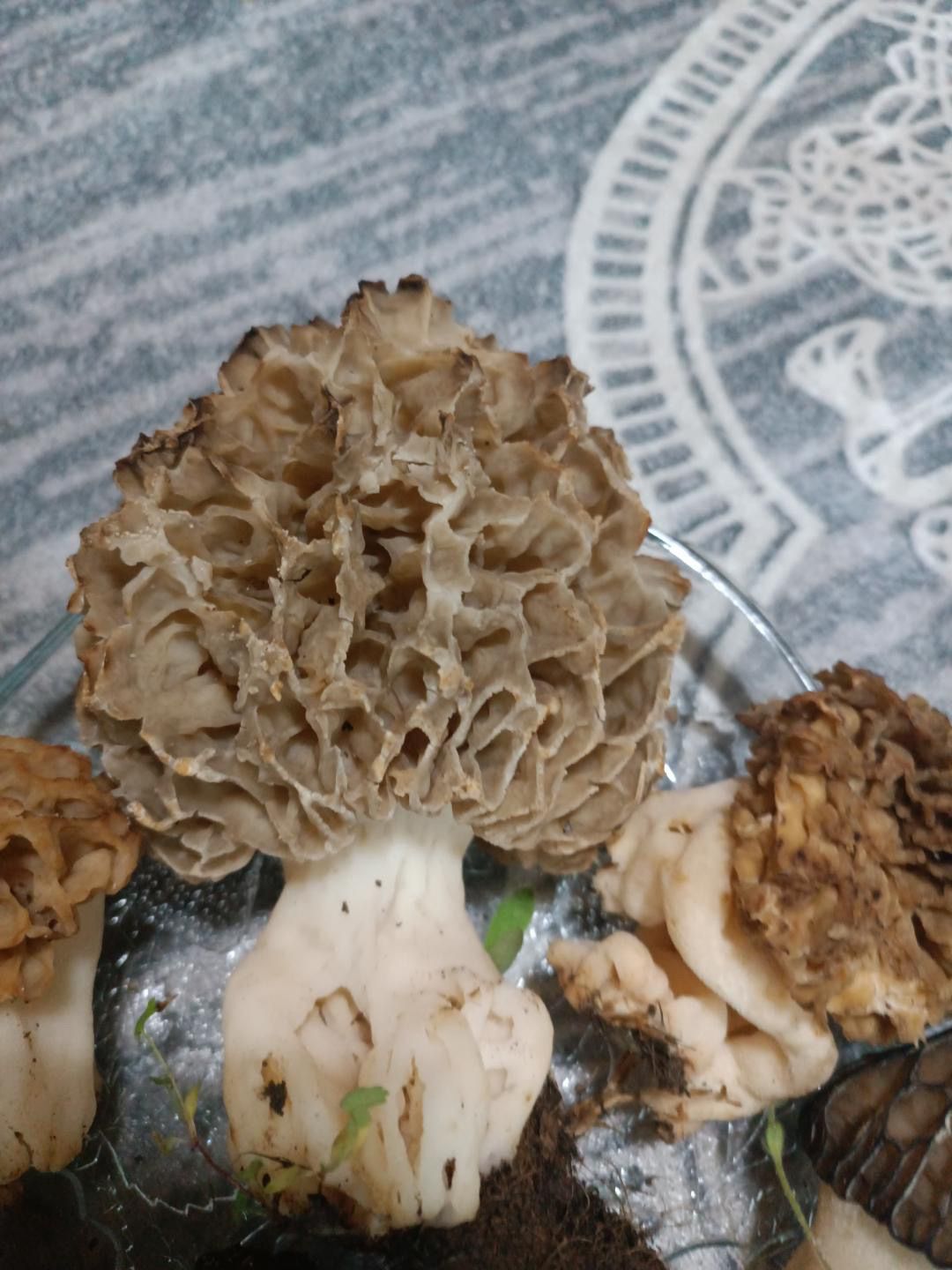 Seydişehir’de "Göbek" Bereketi: Dev Mantar Görenleri Hayrete Düşürdü! - Görsel 3