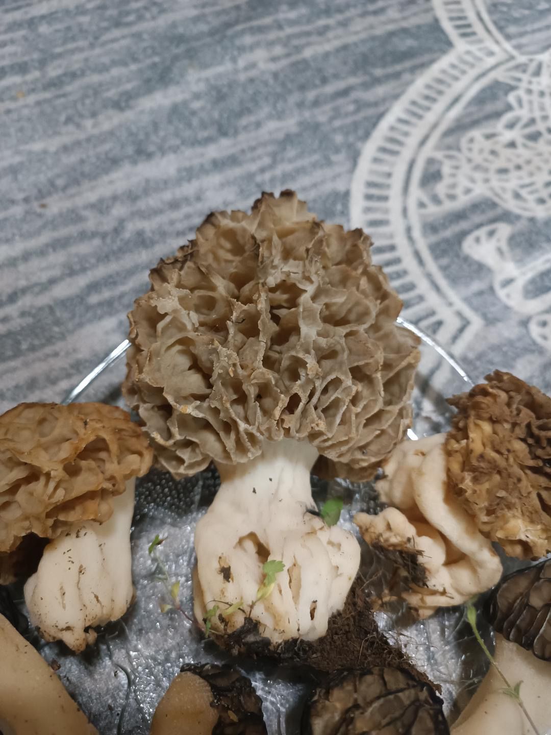 Seydişehir’de "Göbek" Bereketi: Dev Mantar Görenleri Hayrete Düşürdü! - Görsel 4