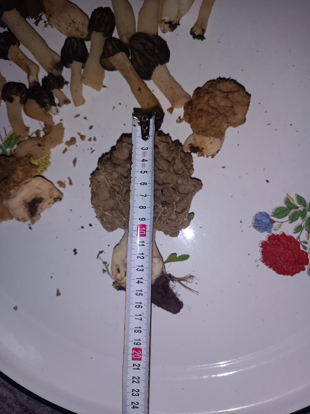 Seydişehir’de "Göbek" Bereketi: Dev Mantar Görenleri Hayrete Düşürdü! - Görsel 5