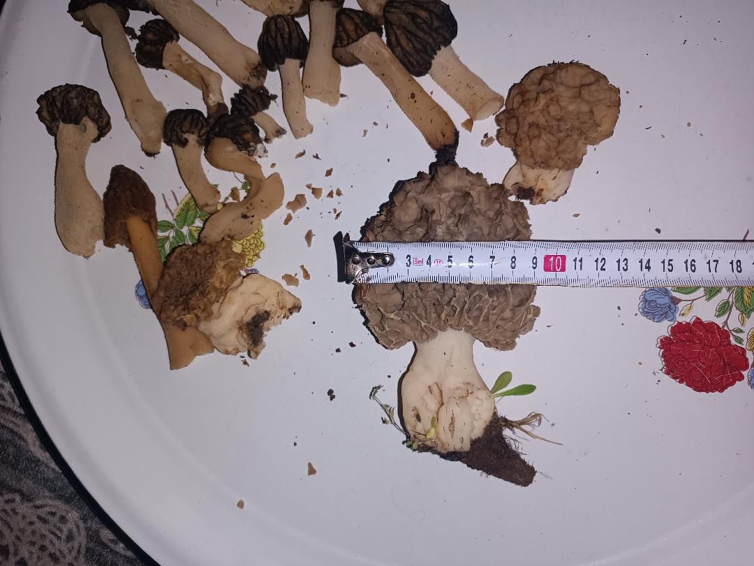 Seydişehir’de "Göbek" Bereketi: Dev Mantar Görenleri Hayrete Düşürdü! - Görsel 6