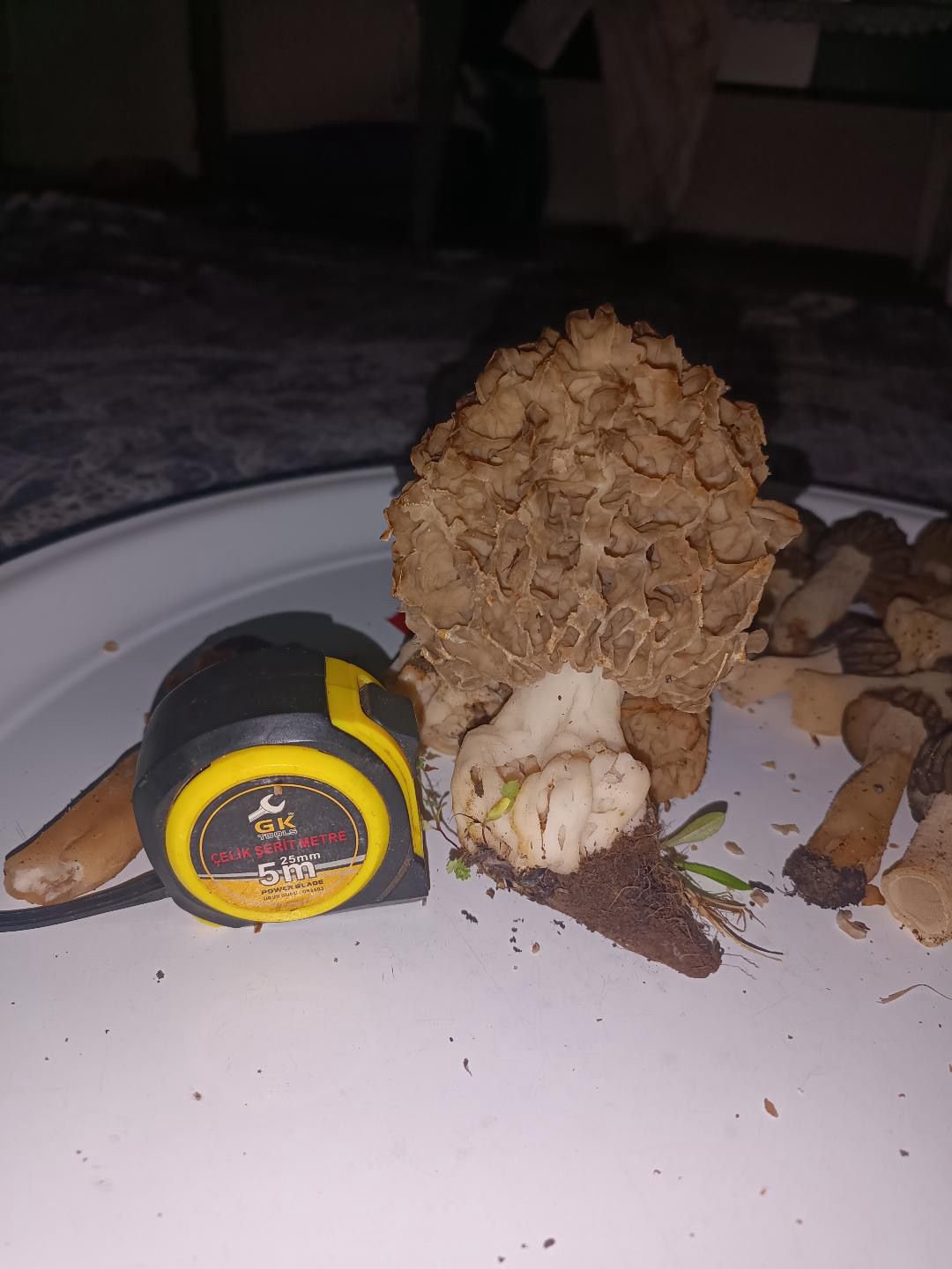 Seydişehir’de "Göbek" Bereketi: Dev Mantar Görenleri Hayrete Düşürdü! - Görsel 7