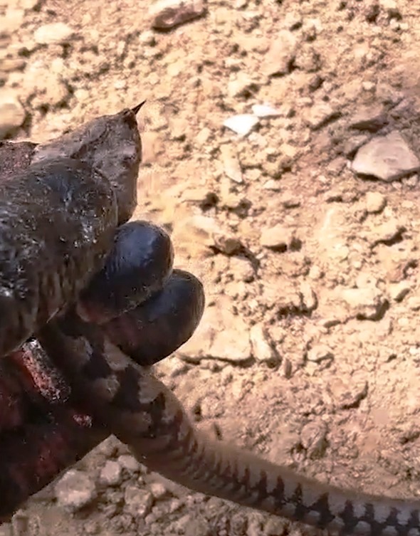 Nesli tükenme tehlikesindeki Kafkas burunlu engerek görüntülendi - Görsel 1