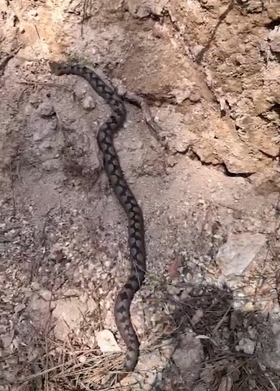 Nesli tükenme tehlikesindeki Kafkas burunlu engerek görüntülendi - Görsel 2