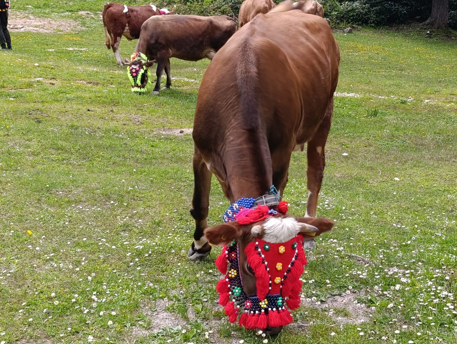 Trabzon'da renkli yayla göçü geleneği - Görsel 6