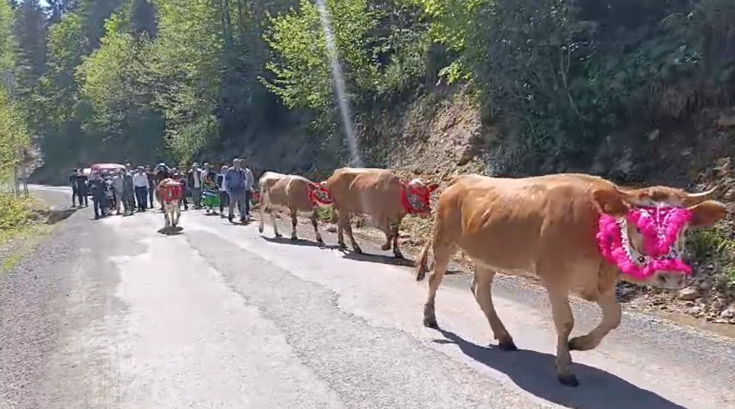Trabzon'da renkli yayla göçü geleneği - Görsel 8