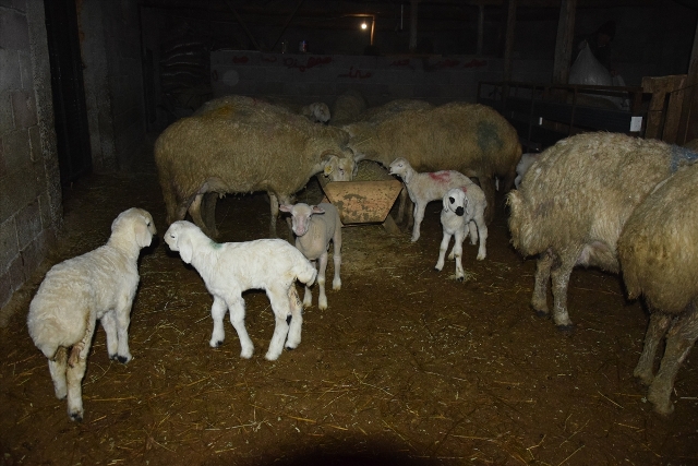 Konyalı besiciler yavrulayacak koyunlarını kamerayla takip ediyor