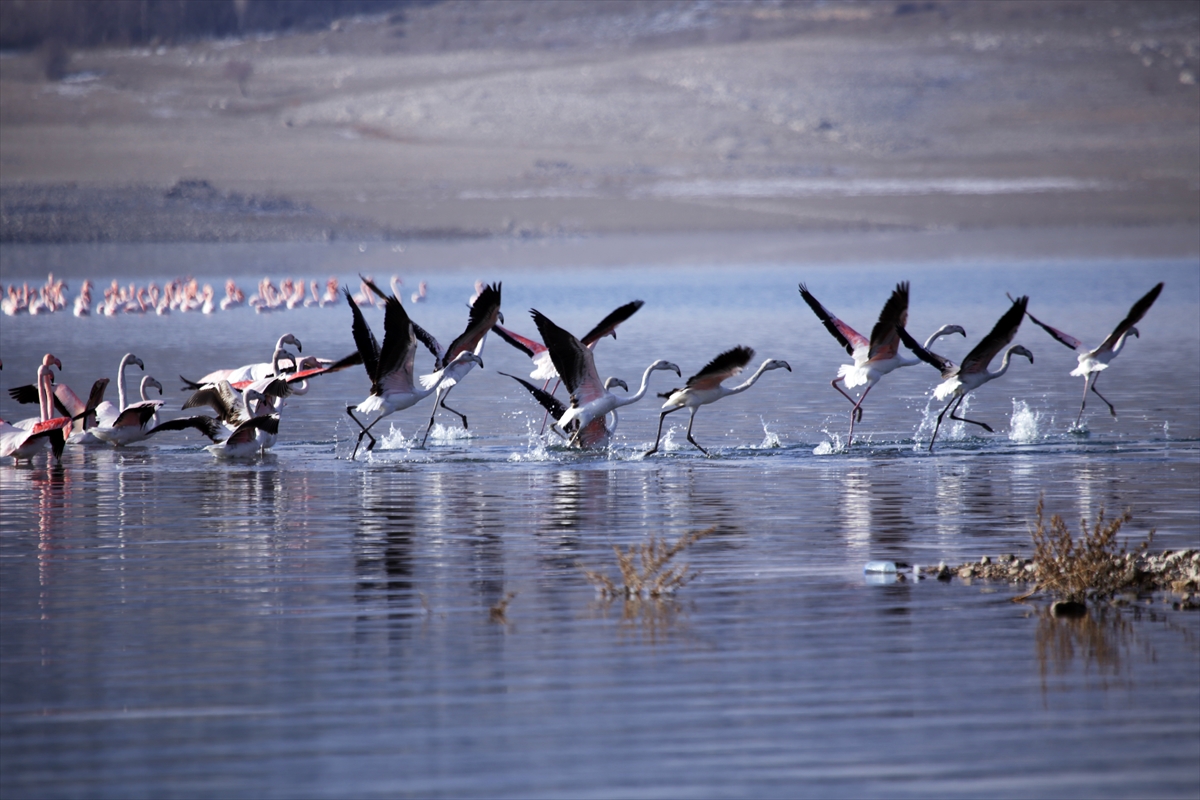 "Allı turnalar" İvriz Barajı'nda soğuktan korunmaya çalışıyor