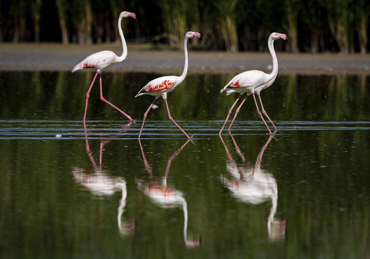 Allı turna adıyla da bilinen flamingolar, göç mevsimi başlayana kadar Ankara'nın sulak alanlarında misafir oluyor.