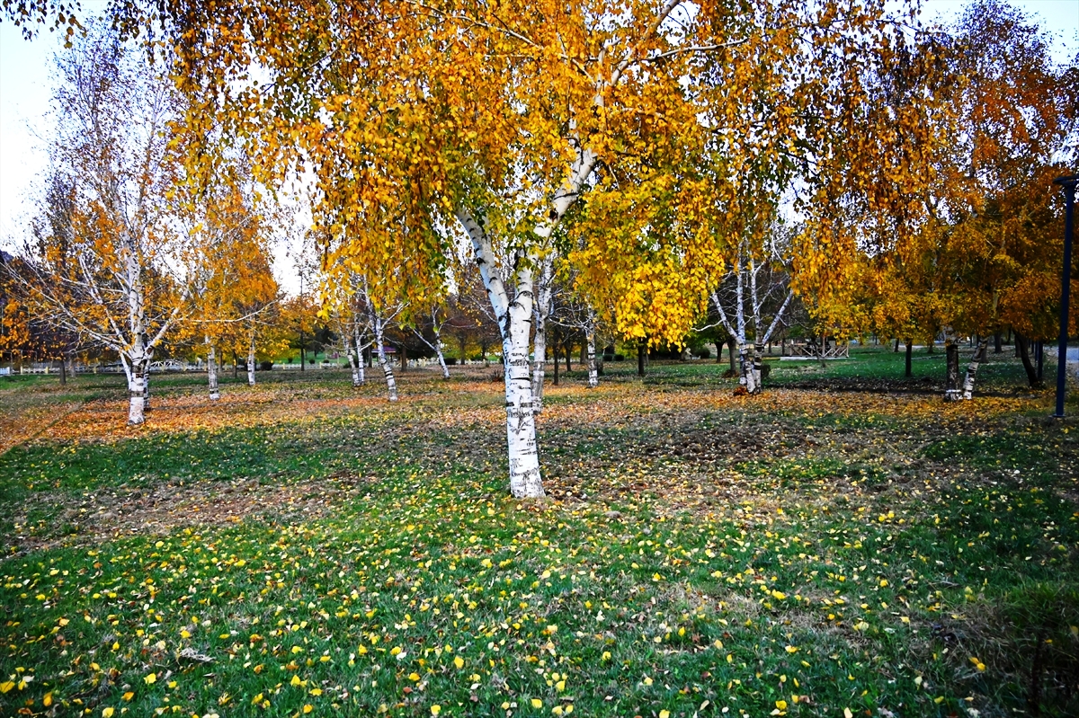 Kuğulu Tabiat Parkında Sonbahar