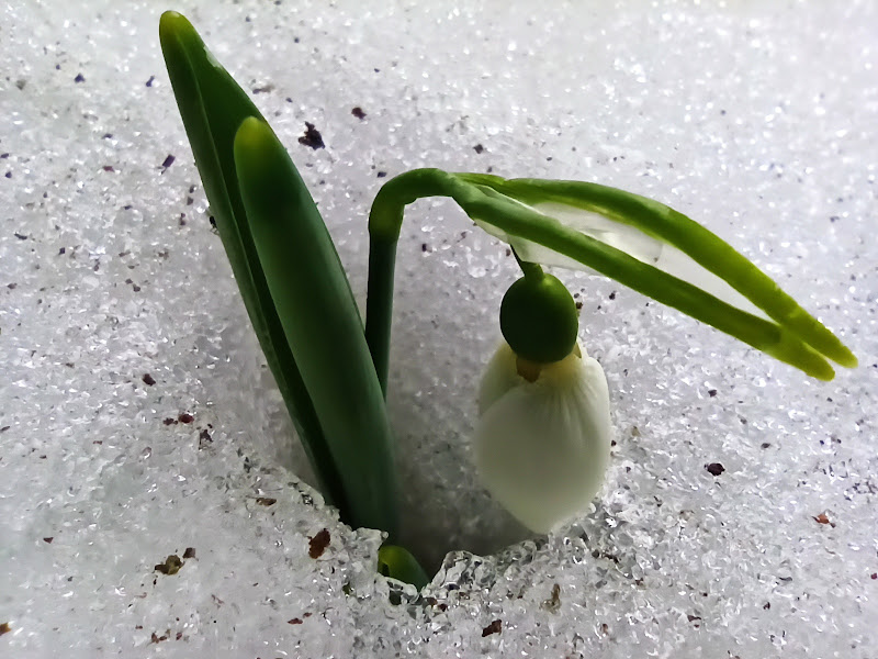 Toroslarda  Baharın Müjdecisi Kardelenler çiçek açtı