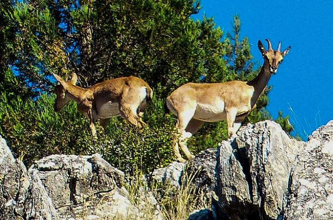 Toroslarda Yaban keçileri ve yavrular