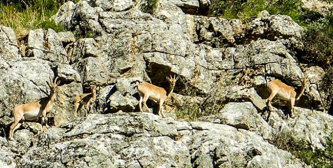 Seydişehir Antalya arasında  bulunan Toros dağlarında     bulunan  yaban keçileri  bölge için  bir  güzellik sahip çıkılması  gereken  bir deger