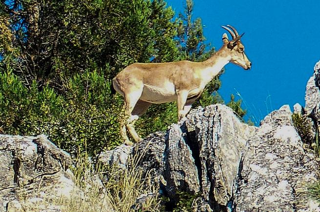 Seydişehir Antalya arasında  bulunan Toros dağlarında     bulunan  yaban keçileri  bölge için  bir  güzellik sahip çıkılması  gereken  bir deger