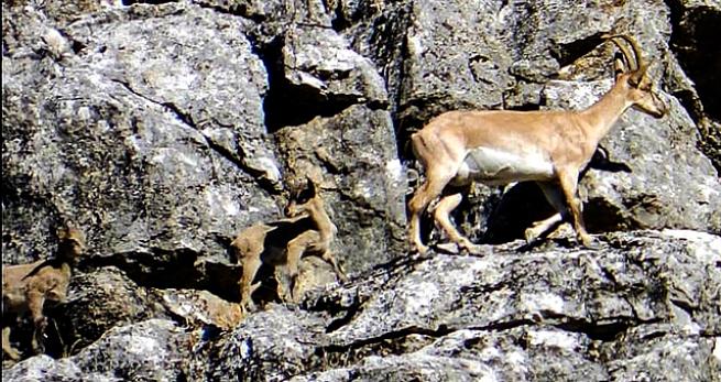 Toroslarda Yaban keçileri ve yavrular