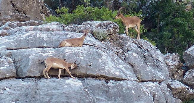 Toroslarda Yaban keçileri ve yavrular
