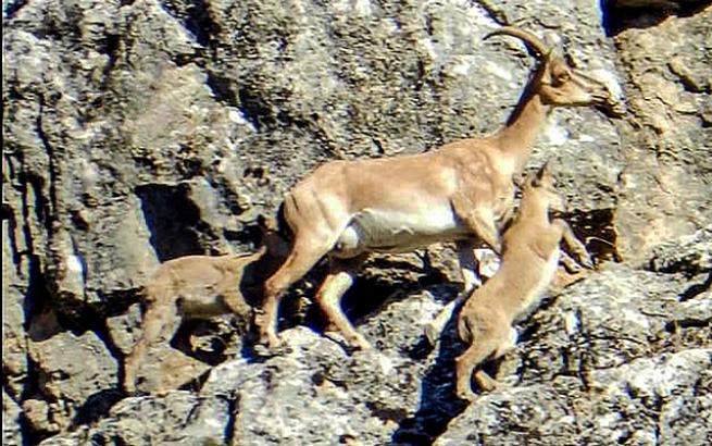 Toroslarda Yaban keçileri ve yavrular