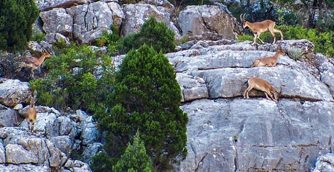 Toroslarda Yaban keçileri ve yavrular