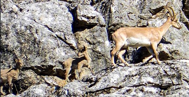 Toroslarda Yaban keçileri ve yavrular