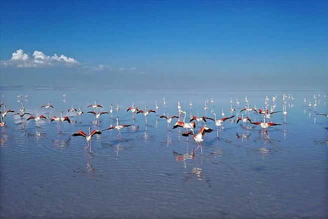 Flamingoların yaşam cenneti: Tuz Gölü