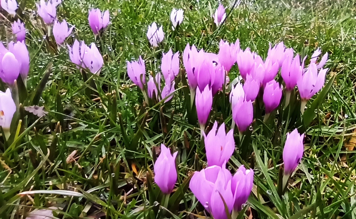 Toroslarda  kardelen çiçek  açtı.