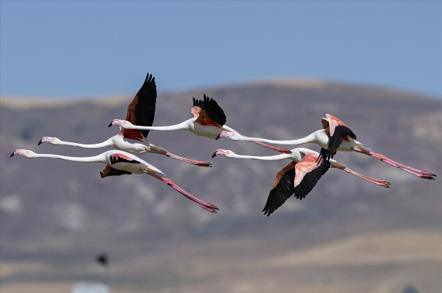 Allı turna adıyla da bilinen flamingolar, göç mevsimi başlayana kadar Ankara'nın sulak alanlarında misafir oluyor.