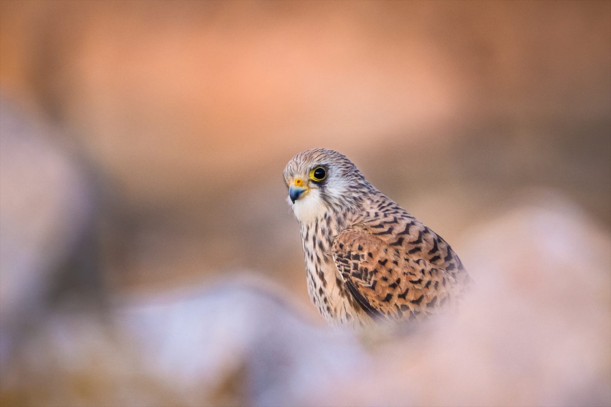 Konya'da yaban hayatı