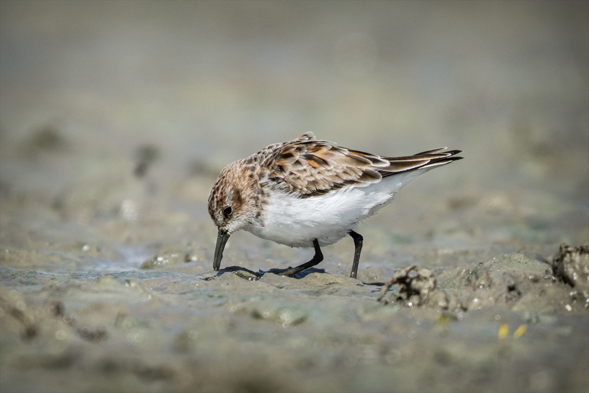Konya'da yaban hayatı