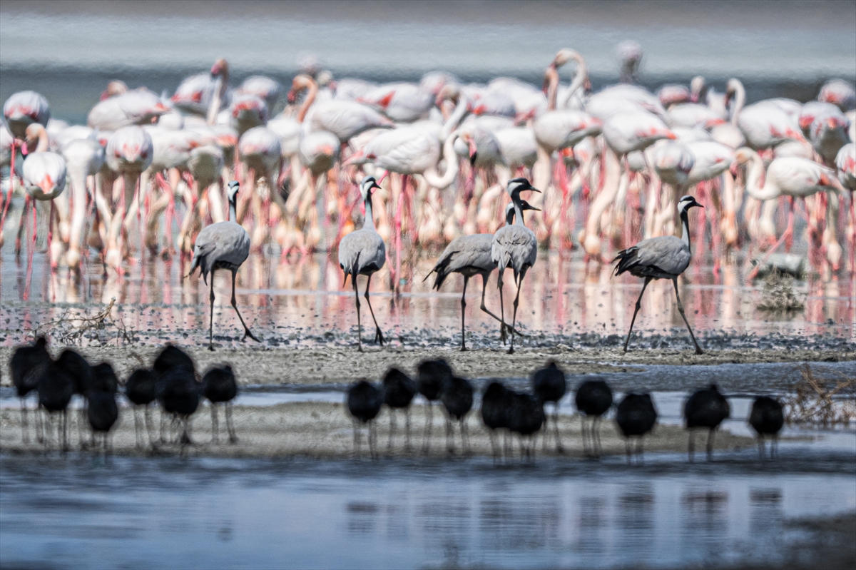 Konya'da yaban hayatı