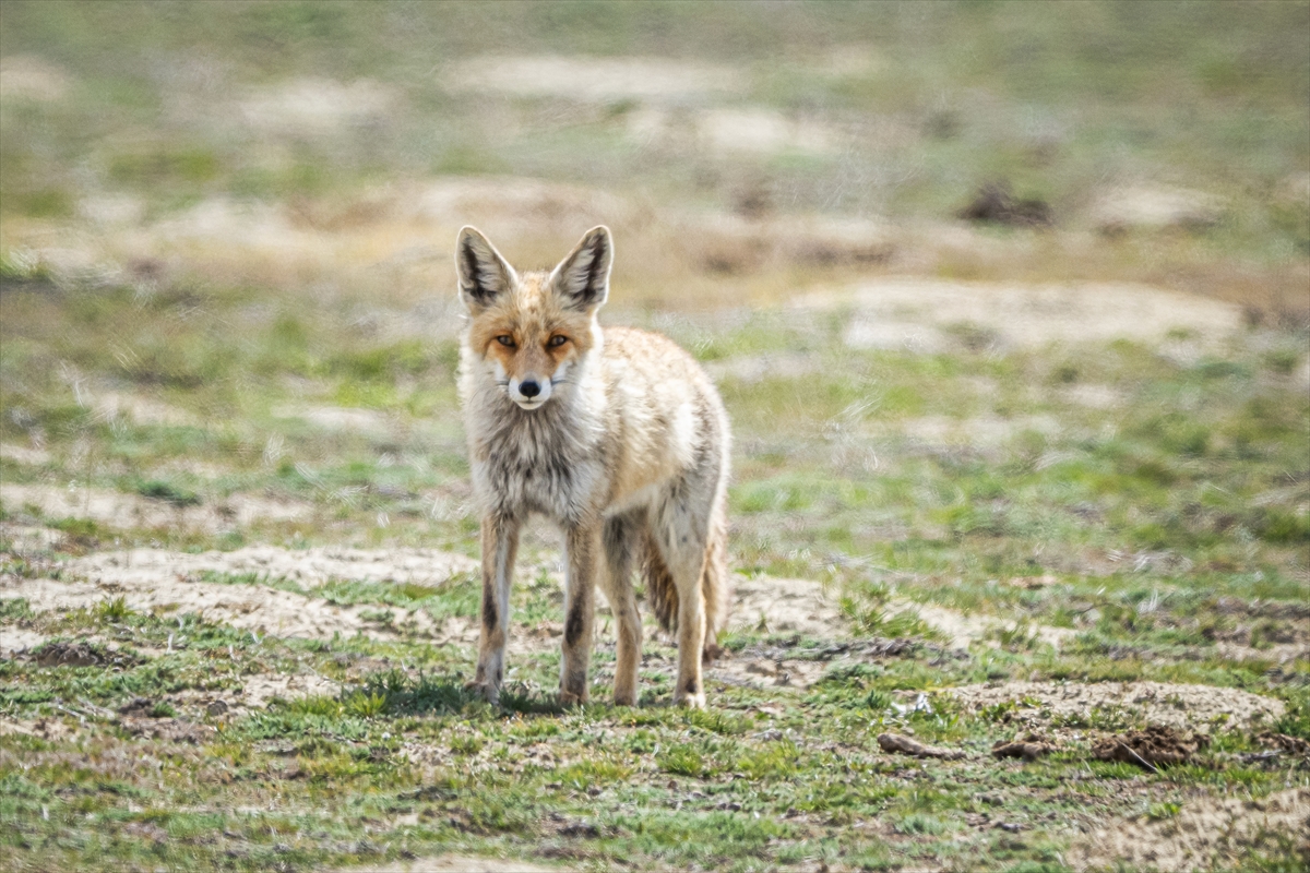 Konya'da yaban hayatı
