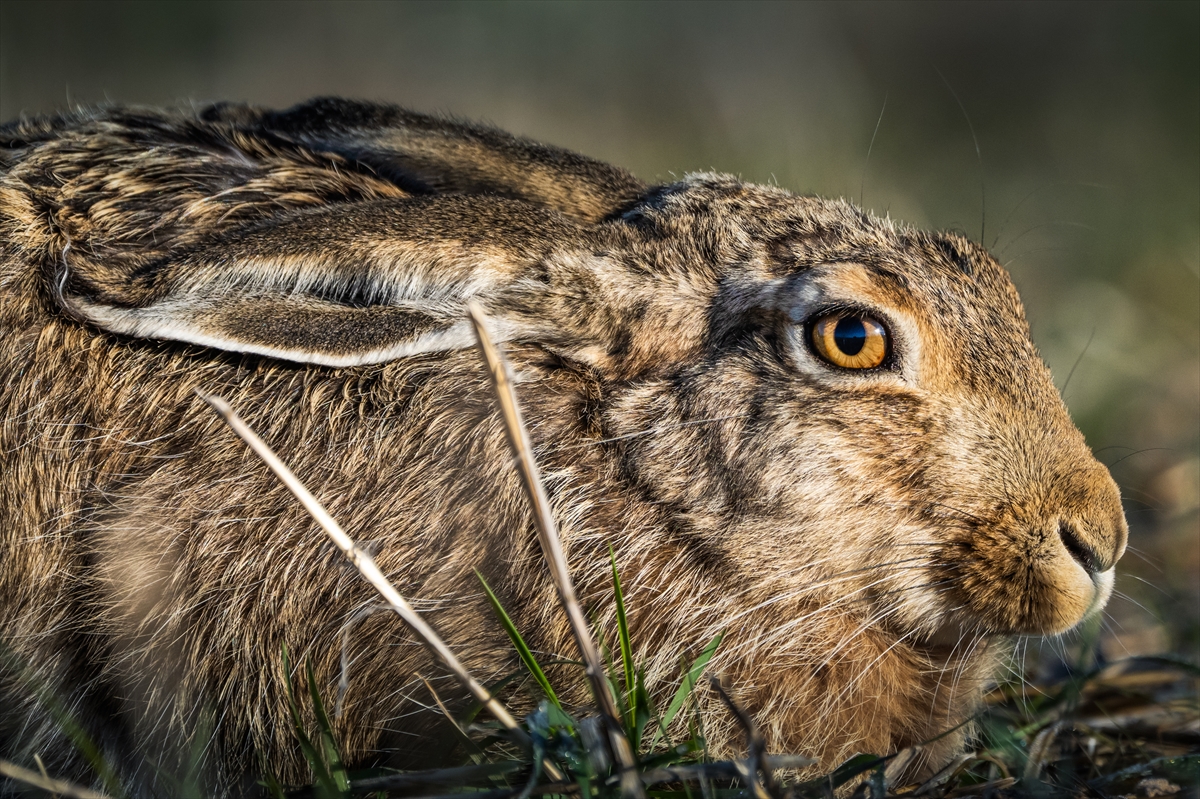 Konya'da yaban hayatı