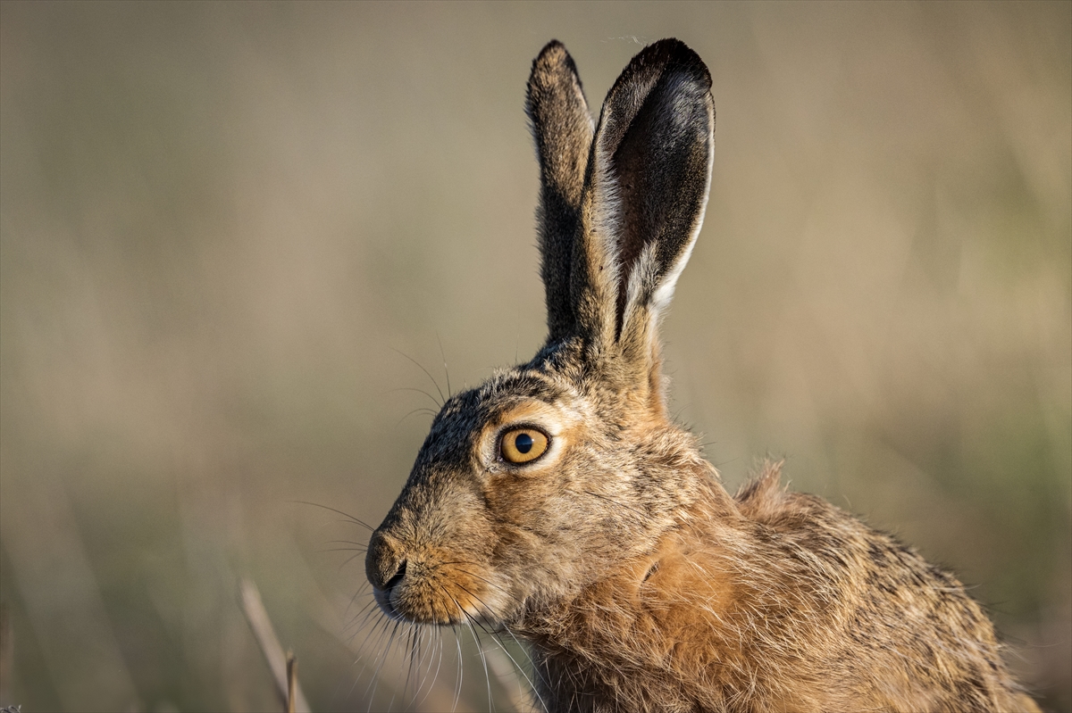 Konya'da yaban hayatı