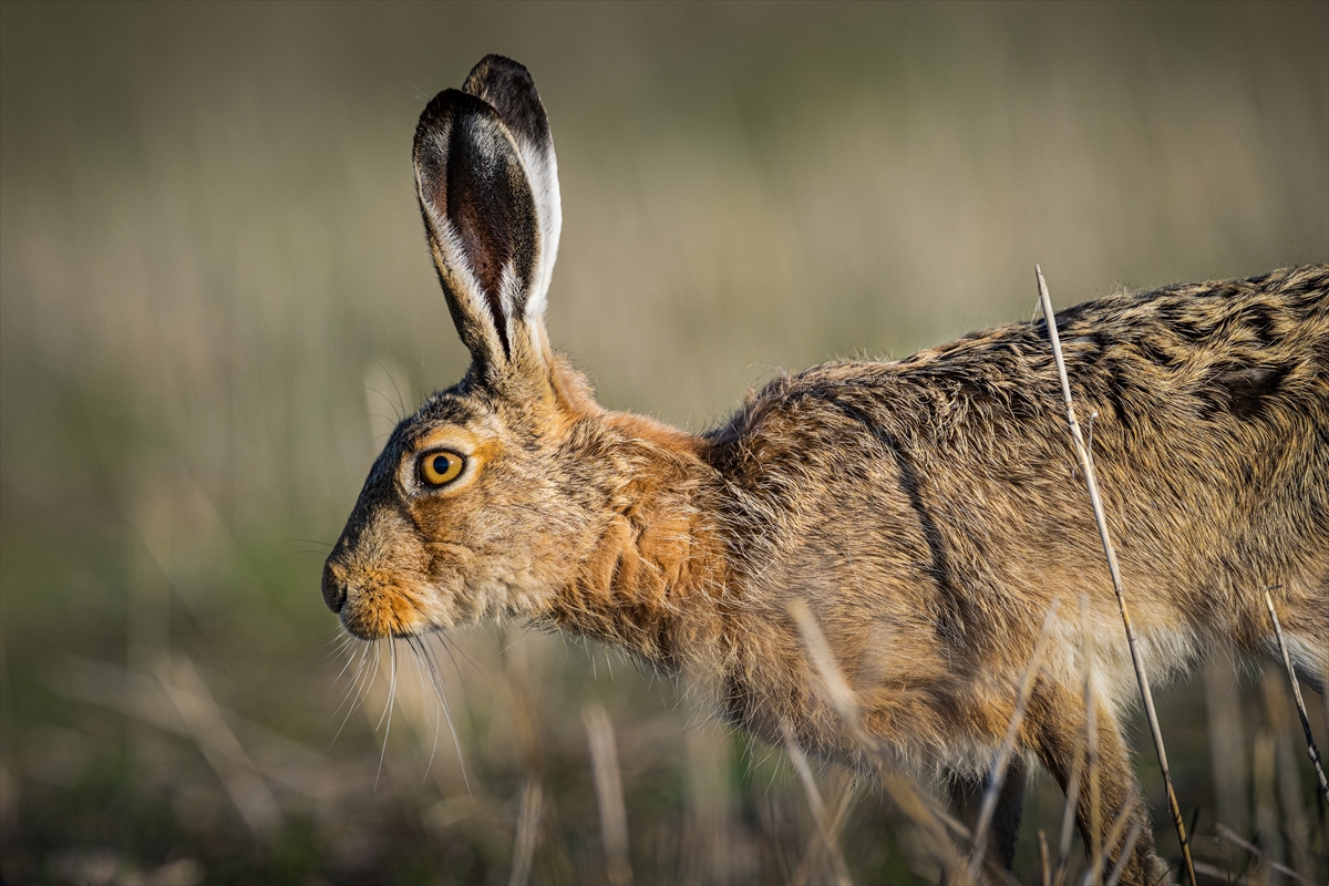 Konya'da yaban hayatı