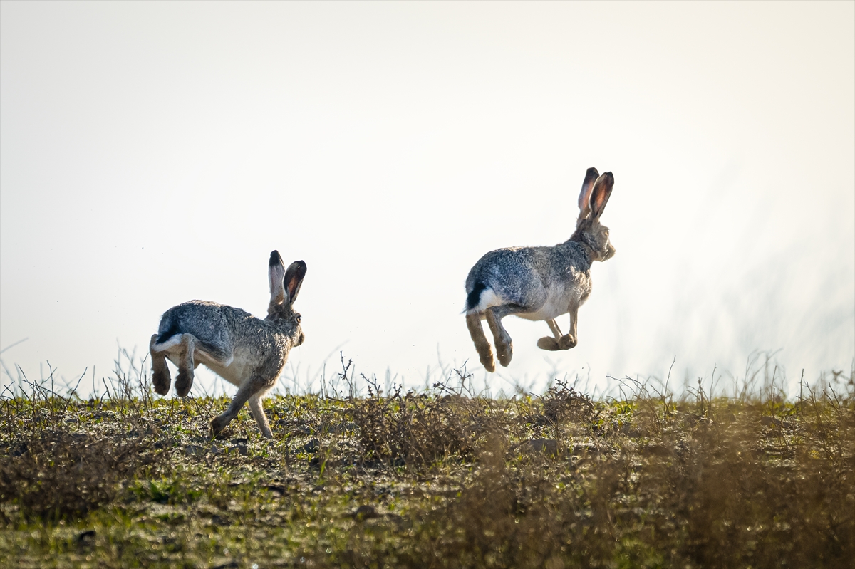Konya'da yaban hayatı