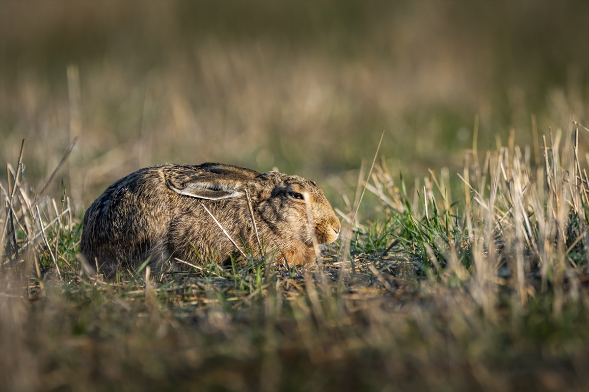 Konya'da yaban hayatı