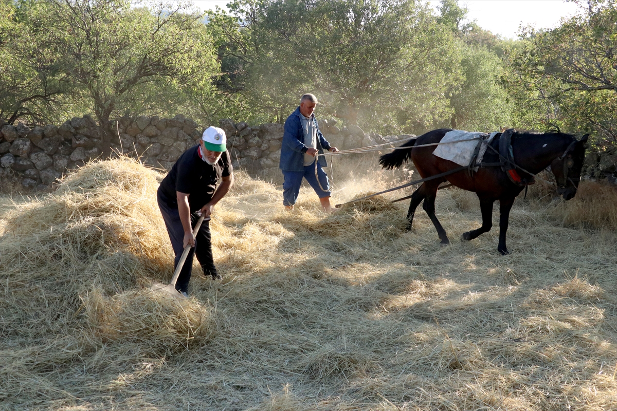 "Düven sürme" geleneği Erciyes'in eteklerinde 3 arkadaş tarafından yaşatılıyor
