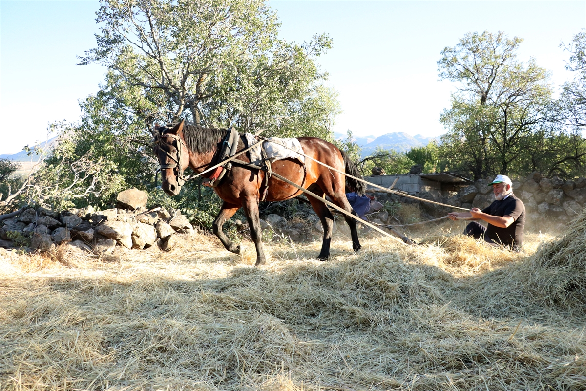 "Düven sürme" geleneği Erciyes'in eteklerinde 3 arkadaş tarafından yaşatılıyor