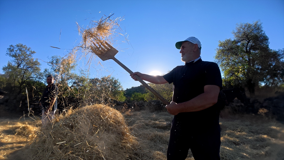 "Düven sürme" geleneği Erciyes'in eteklerinde 3 arkadaş tarafından yaşatılıyor