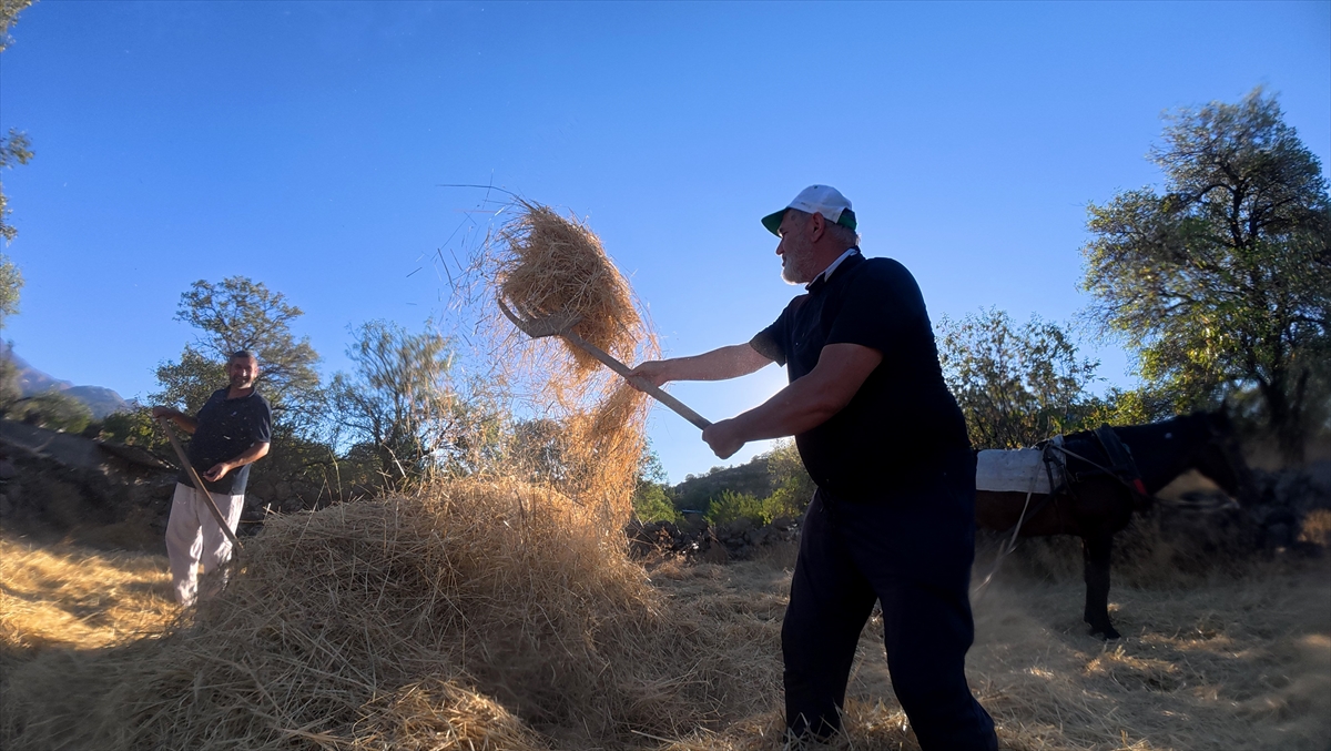 "Düven sürme" geleneği Erciyes'in eteklerinde 3 arkadaş tarafından yaşatılıyor