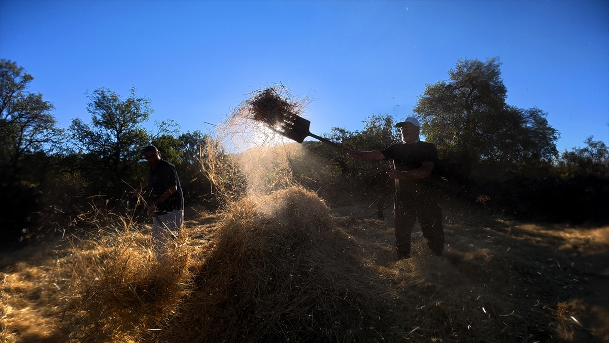 "Düven sürme" geleneği Erciyes'in eteklerinde 3 arkadaş tarafından yaşatılıyor