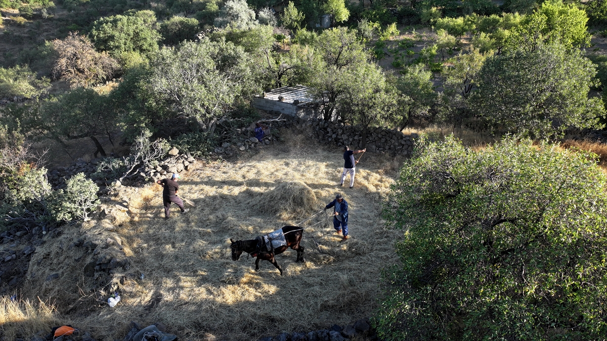 "Düven sürme" geleneği Erciyes'in eteklerinde 3 arkadaş tarafından yaşatılıyor
