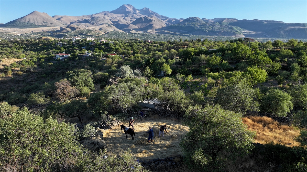 "Düven sürme" geleneği Erciyes'in eteklerinde 3 arkadaş tarafından yaşatılıyor