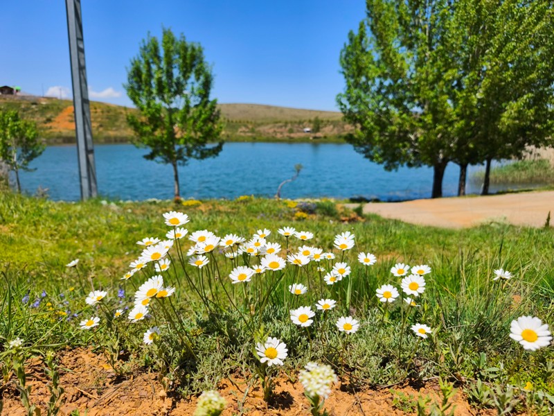 Konya'nın Ahırlı, Bozkır ve Akseki ilçelerinin yaylalarında yer alan Dipsiz Göl, eşsiz manzarası ve gizemli derinliğiyle doğaseverlerin ilgisini çekiyor. Yöre halkı tarafından "dipsiz" olarak adlandırılan göl, berrak suyu ve etkileyici çevresiyle adeta saklı bir cenneti andırıyor.  Doğanın Gizemli Mirası Dipsiz Göl, ismini derinliğinin bilinmemesinden alıyor. Yörede anlatılan efsanelere göre, gölün dibi yokmuş gibi görünüyor ve bu özelliğiyle merak uyandırıyor. Toros Dağları'nın eteklerinde, yemyeşil yaylaların ortasında yer alan göl, özellikle yaz aylarında serin havası ve huzur veren atmosferiyle ziyaretçilerini ağırlıyor.  Yayla Turizmi İçin Büyük Potansiyel Ahırlı, Bozkır ve Akseki yaylaları, doğal güzellikleriyle alternatif turizm rotaları arasında öne çıkıyor. Dipsiz Göl de bu bölgenin keşfedilmeyi bekleyen hazinelerinden biri. Kampçılar, fotoğraf tutkunları ve doğa yürüyüşçüleri için ideal bir durak olan göl, henüz çok fazla bilinmediğinden bakirliğini koruyor.  Koruma Çabaları ve Gelecek Nesillere Aktarım Çevre sakinleri ve yetkililer, Dipsiz Göl'ün doğal dokusunu korumak için çalışmalar yürütüyor. Gölün etrafında çevre düzenlemesi ve tanıtım faaliyetlerinin artırılması hedefleniyor. Aynı zamanda, bölgenin eko-turizme kazandırılması için projeler geliştiriliyor.  Dipsiz Göl, Konya'nın yaylalarında keşfedilmeyi bekleyen bir doğa harikası. Eğer siz de huzur dolu bir kaçamak arıyorsanız, bu gizemli göle mutlaka bir yolculuk yapmalısınız!  Not: Gölün konumu ve ulaşım detayları için yerel rehberlerden bilgi alınması önerilir.
