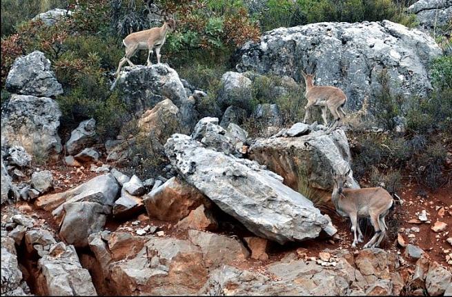 Giden  Gelmez Dağlarında  Yaban keçileri 
