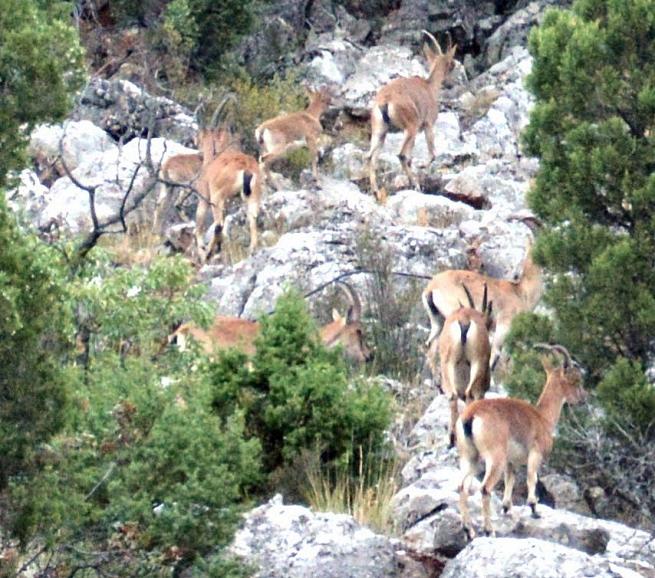 Giden  Gelmez Dağlarında  Yaban keçileri 